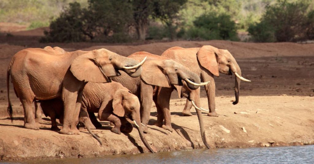 Elephants drinking water at a waterhole in Satao Camp Tsavo East.