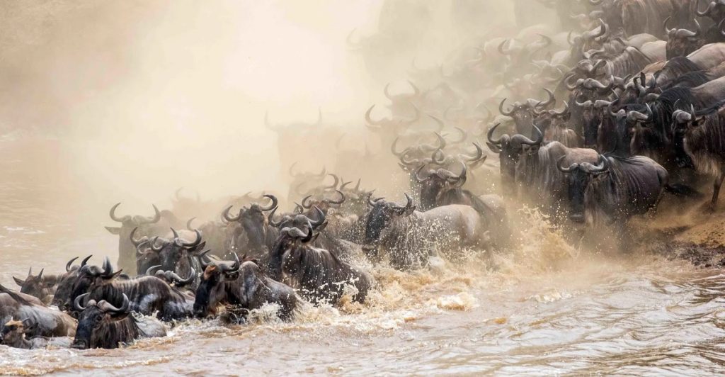 Wildebeest crossing the Mara river during the great migration.